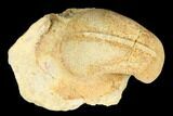 Ordovician Gastropod (Salpingostoma) Fossil - Wisconsin #174378-1